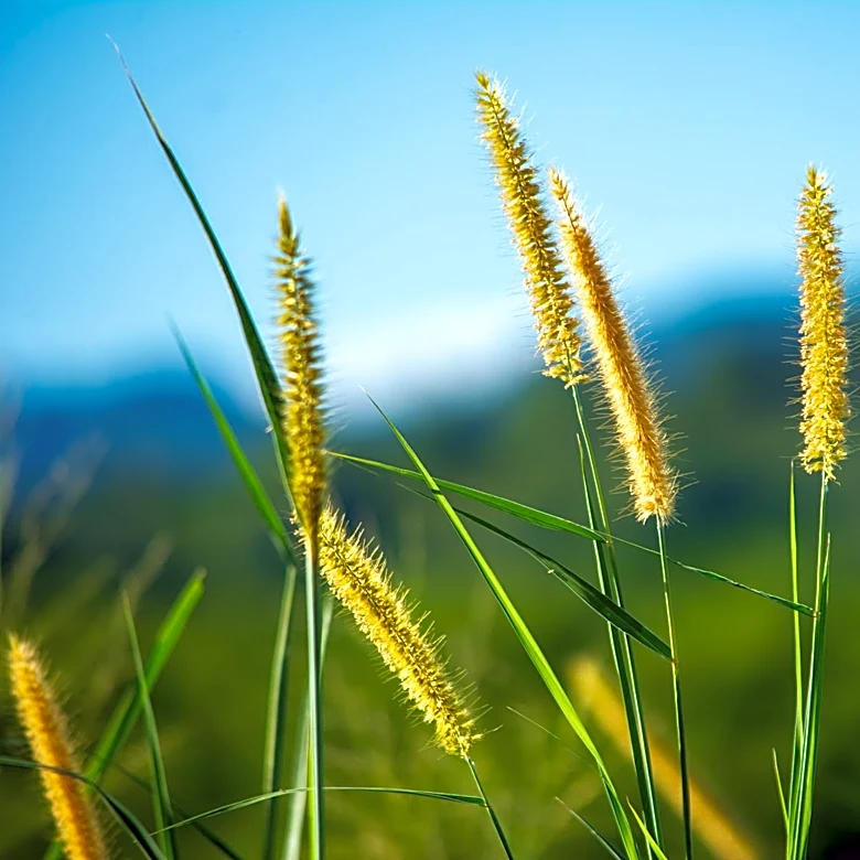 New York Allergy Forecast: Grass Pollen Season Begins Amid Low Overall Levels