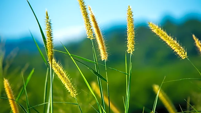 New York Allergy Forecast: Grass Pollen Season Begins Amid Low Overall Levels