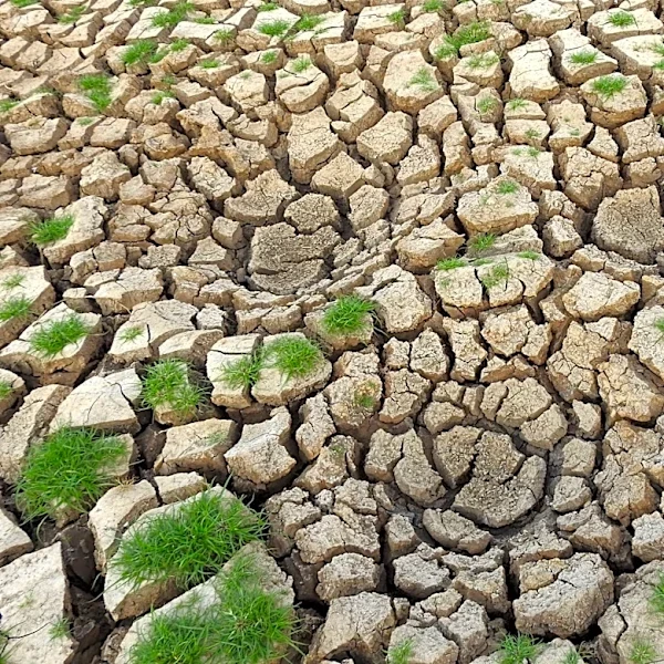 El Niño Watch Issued: High Likelihood of Development in 2026