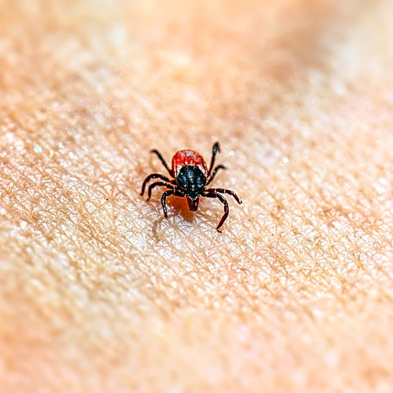 Emergency Room Visits for Tick Bites Surge Across the U.S.