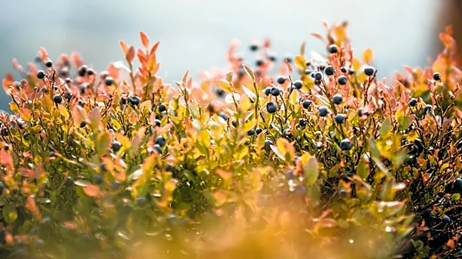 Maine's Wild Blueberry Industry Faces $28 Million Loss in 2025