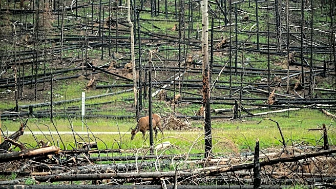 Montana Considers Grazing Policies to Mitigate Wildfire Risks