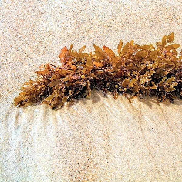 Great Atlantic Sargassum Belt Becomes Permanent Biological System