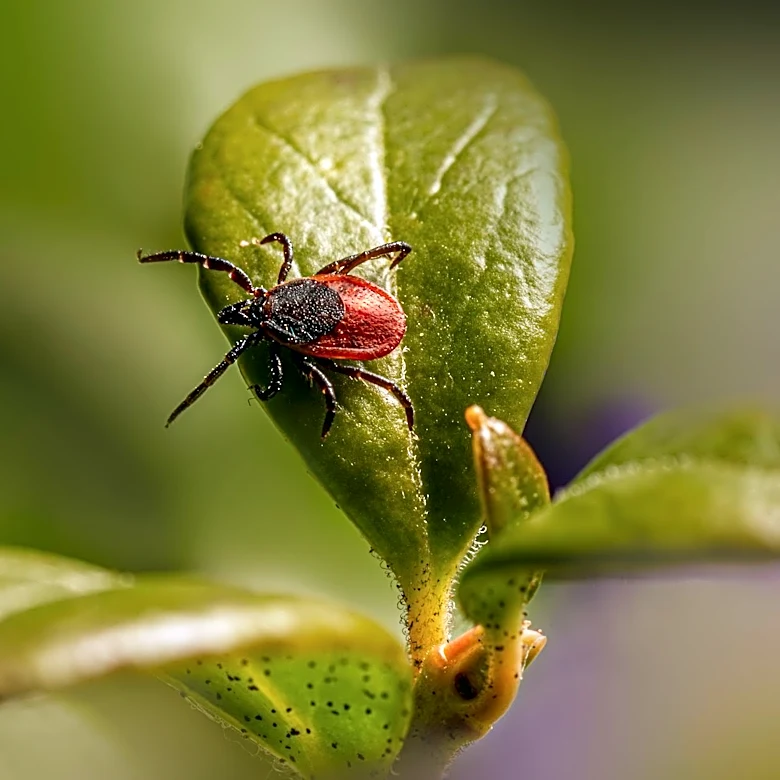 Alpha-Gal Syndrome: Rising Cases of Tick-Borne Red Meat Allergy in the U.S.
