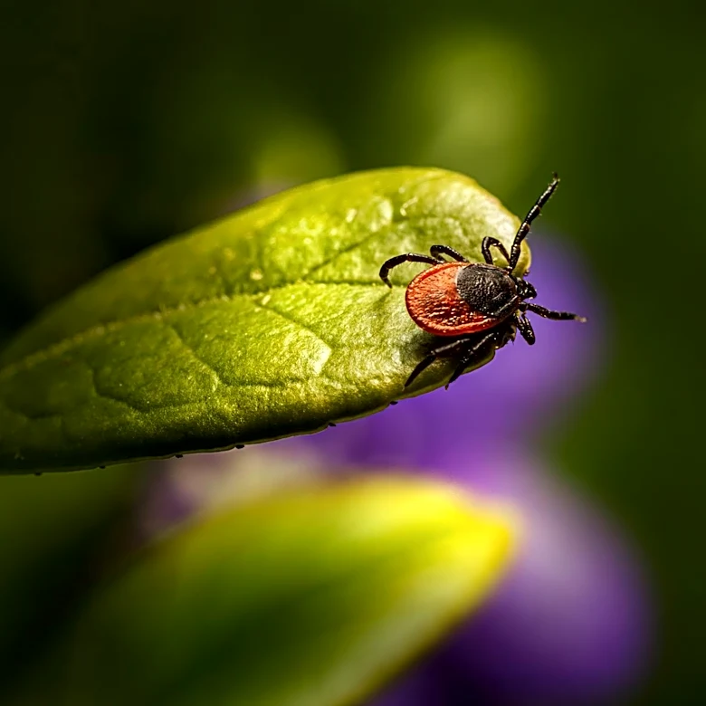 Ticks and Mosquitoes Return to Vermont: Protect Your Pets This Spring