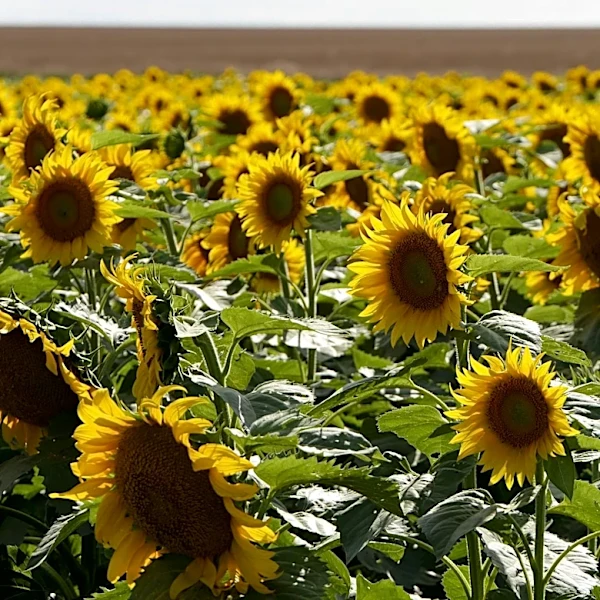 Mitchell Welcomes Summer with Outdoor Activities and Longer Days