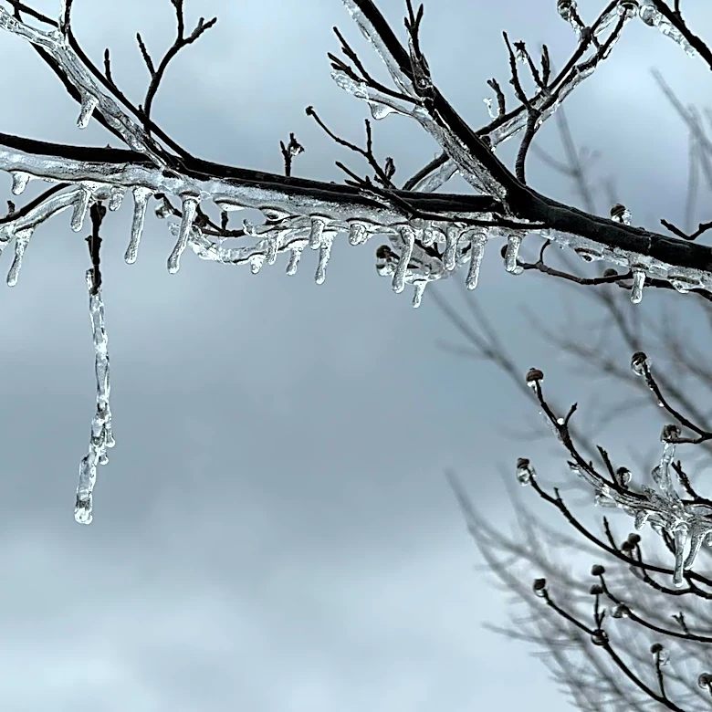 New Jersey Farms Face $300M Losses After Freeze
