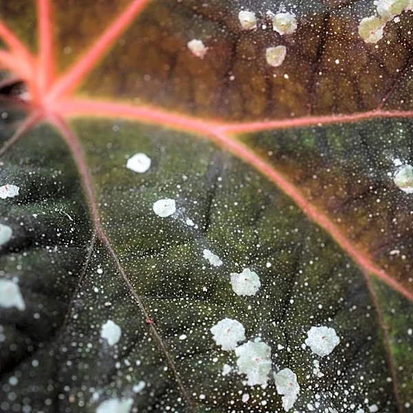 Powdery Mildew Outbreak Hits Georgia Gardens Amid Humid Spring Conditions