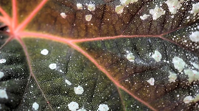 Powdery Mildew Outbreak Hits Georgia Gardens Amid Humid Spring Conditions