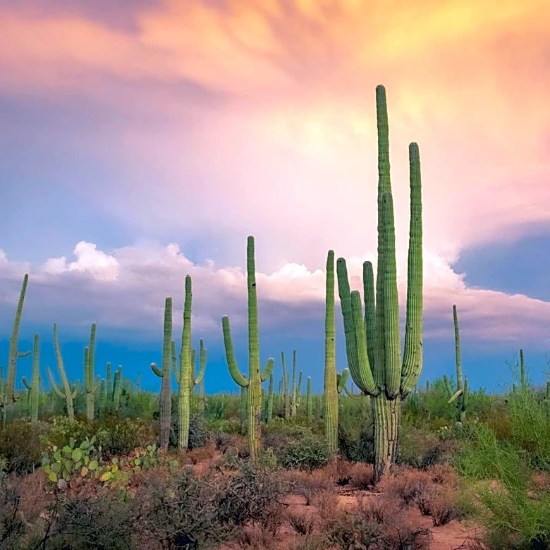 Cool and Dry Conditions Persist in Marana, AZ with Elevated Fire Risk
