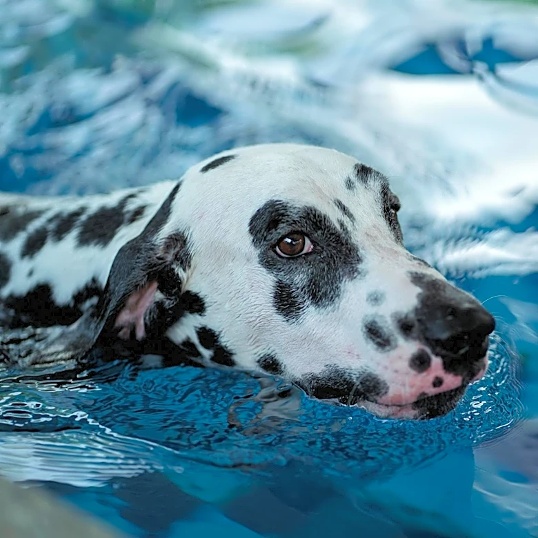 Hot Weather Tips for Dog Breeds Adapted to Warm Climates