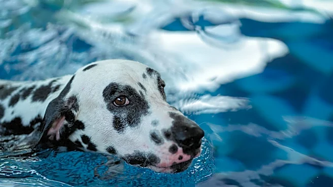 Hot Weather Tips for Dog Breeds Adapted to Warm Climates