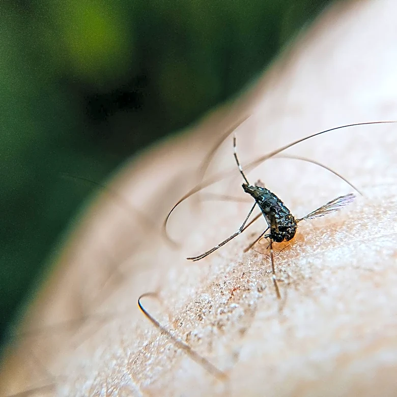 Dengue Cases Surge 359% in the U.S., Raising Public Health Concerns