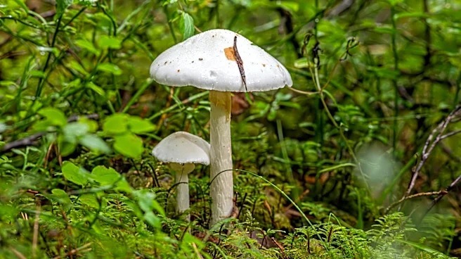 California Sees Surge in Poisonous Mushroom Cases Amid Wet Weather