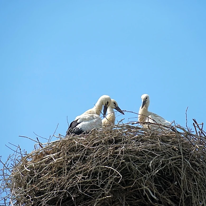 Cape Cod Birds Begin Nesting Season Amid Challenges