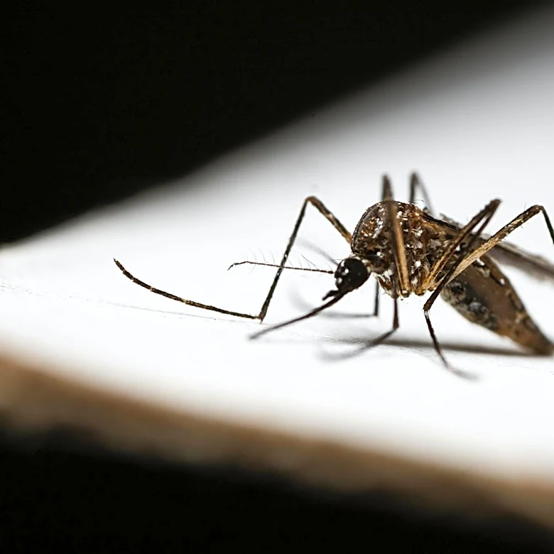 Global Dengue Cases Reach Record High in 2024 Amid Expanding Risk Areas