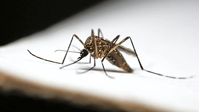 Global Dengue Cases Reach Record High in 2024 Amid Expanding Risk Areas