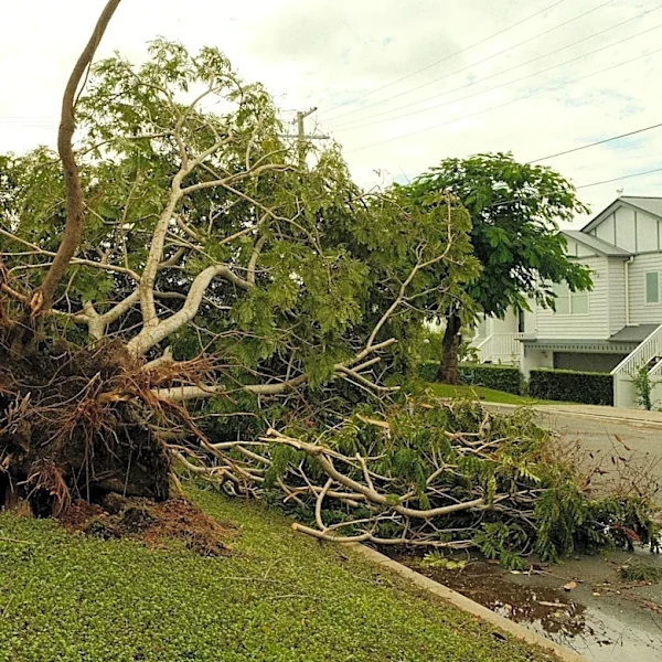Woburn, MA: Power Outages After Storm Brings Down Trees and Power Lines