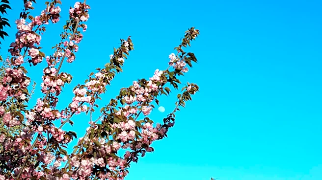 Sunny and Breezy Weather Graces Washington, D.C. Area
