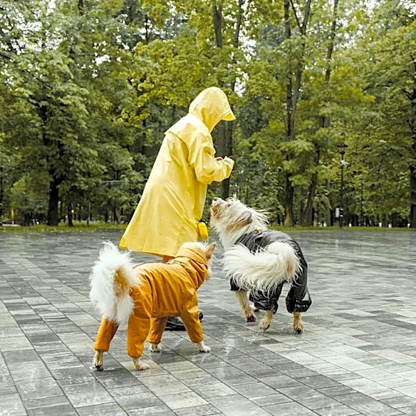 Tips for Keeping Pets Safe and Happy During Extreme Weather