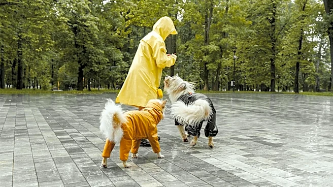 Tips for Keeping Pets Safe and Happy During Extreme Weather