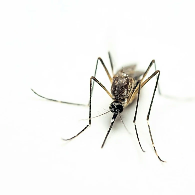 Protect Yourself from Mosquito Bites: Prevention Tips and Guidelines