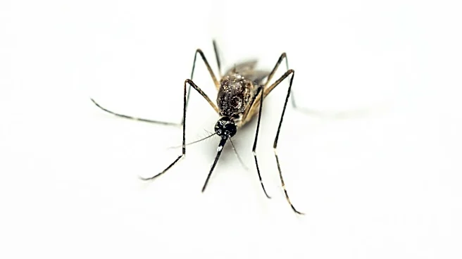 Protect Yourself from Mosquito Bites: Prevention Tips and Guidelines