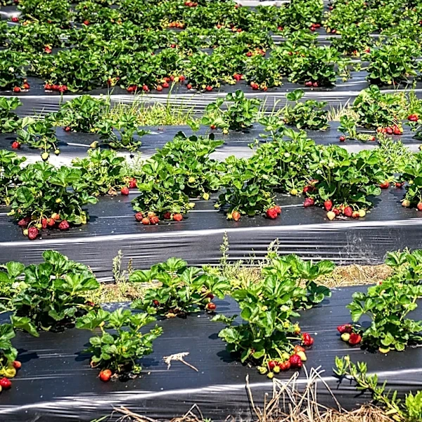 Strawberry Harvest in Pennsylvania Shows Resilience After April Freeze