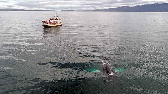 Maine Cruise Company Offers Whale and Puffin Watching Adventures
