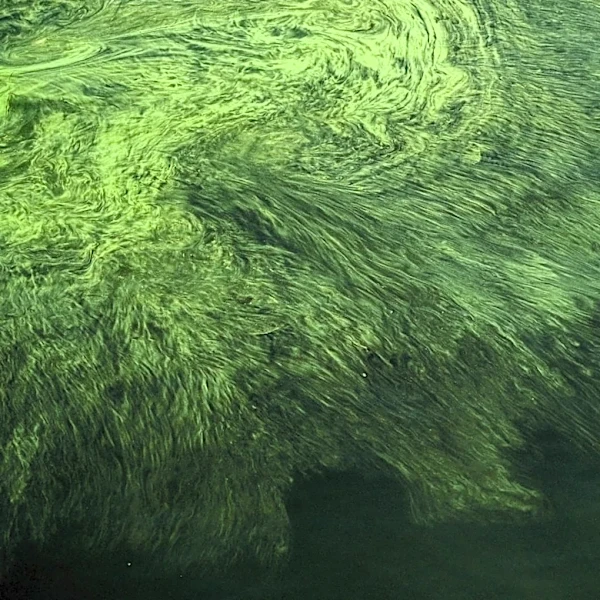 Deoxygenation in Inland Freshwater Systems: Impacts and Trends