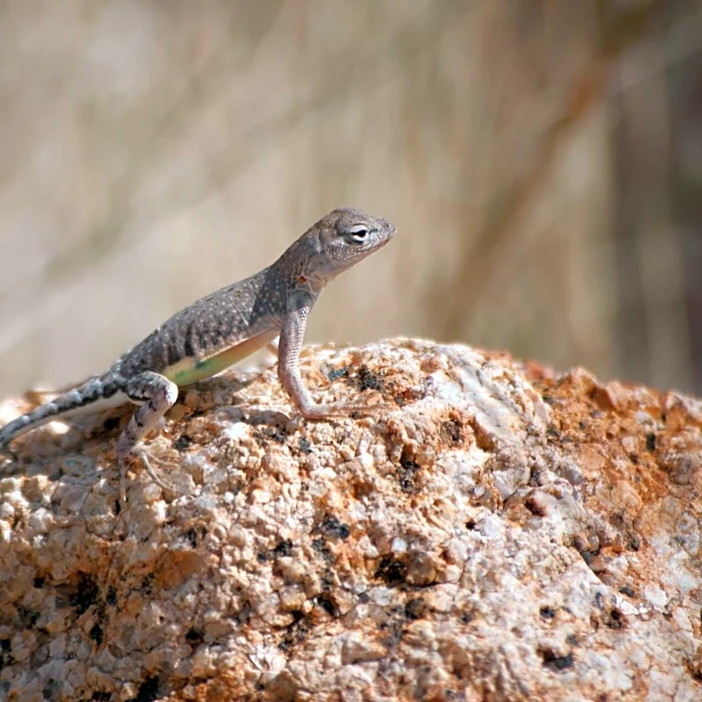 Super El Niño May Increase Hantavirus Risk in U.S. Southwest This Summer