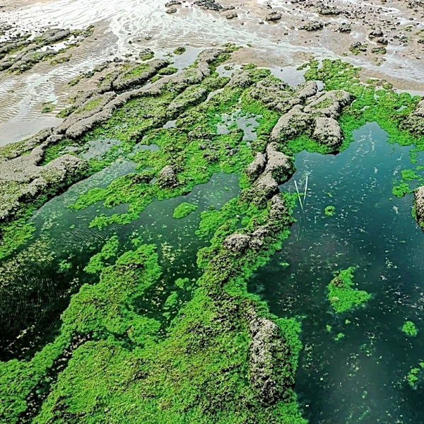 NASA AI Tool Enhances Detection of Harmful Algal Blooms in U.S. Coastal Waters