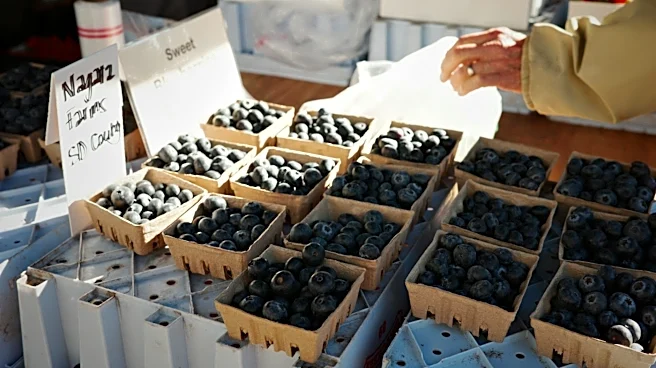 Cherry Season Concludes in California Amid Seasonal Weather Shifts