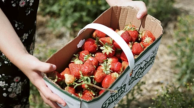 Strawberry Picking Season Kicks Off at Scherer Farms