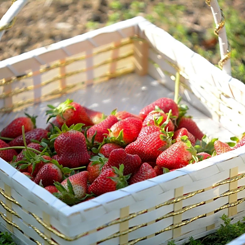 Indian Village Harvest Farm Offers Year-Round Family Fun in Calhoun, Louisiana