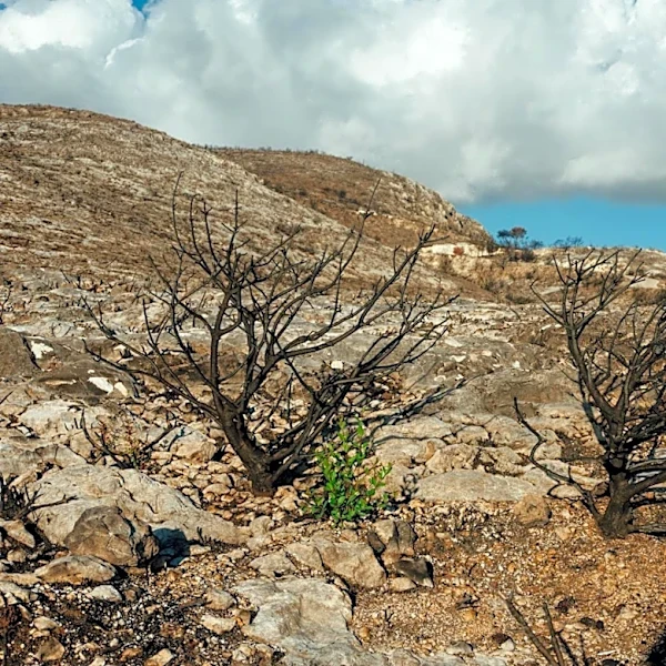 Wildfire Burns One-Third of Santa Rosa Island, California