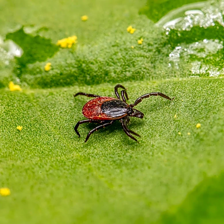 Tick Populations Surge Across U.S. Regions Amid Warmer Winters