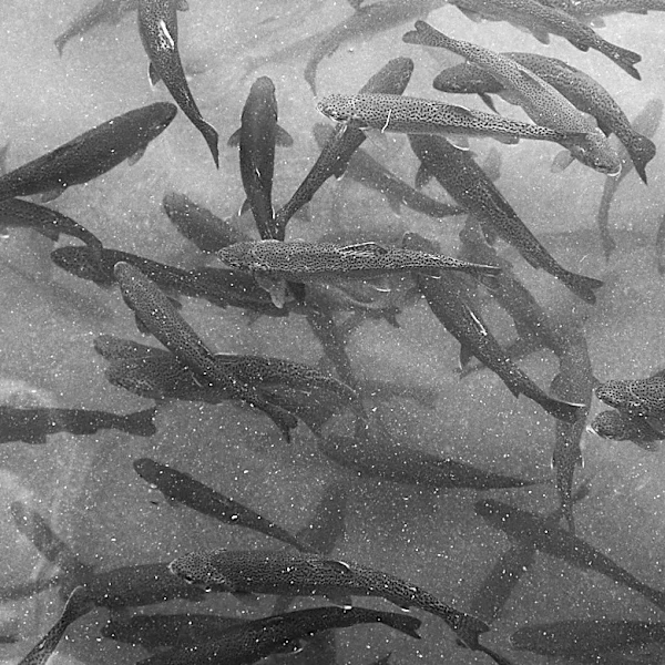 Montana Launches FishCast to Monitor Drought and Trout Populations