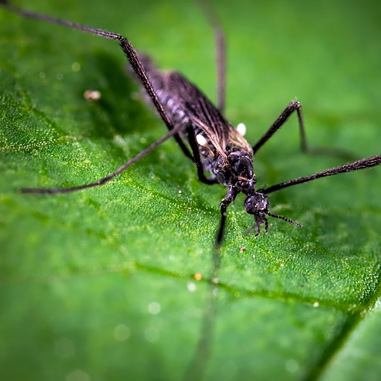 Health Experts Provide Mosquito Repellent Tips Amid Maryland's Summer Weather