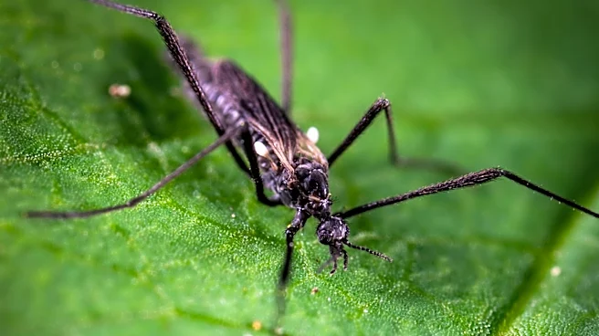 Health Experts Provide Mosquito Repellent Tips Amid Maryland's Summer Weather