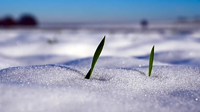 Cold Stress Research Highlights Pollen Resilience in Crops
