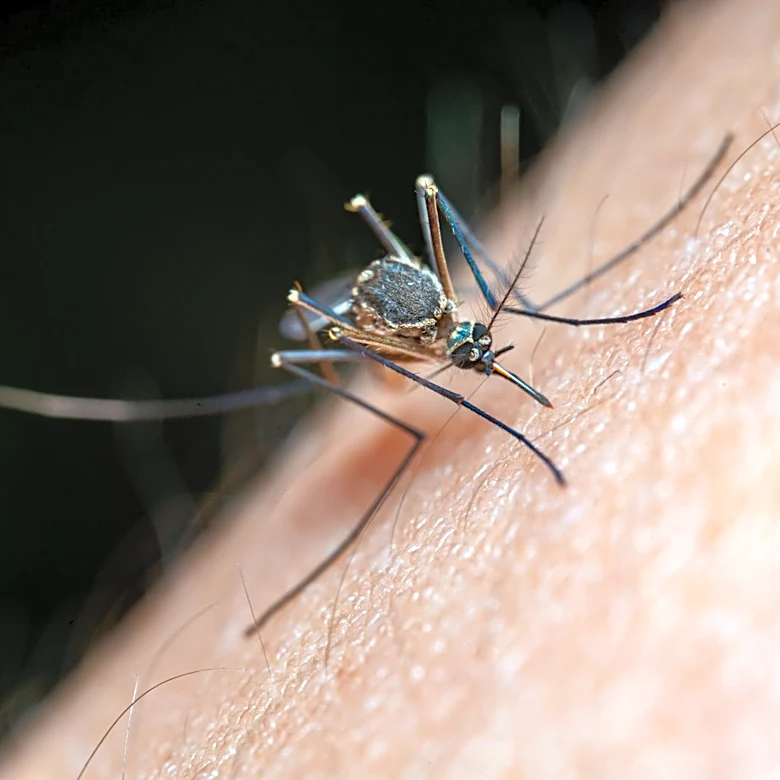 Health Experts Provide Mosquito Prevention Tips in Maryland