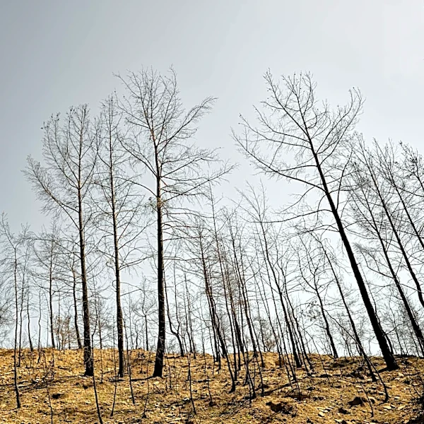Plant Life Returns to LA County Burn Scar Areas