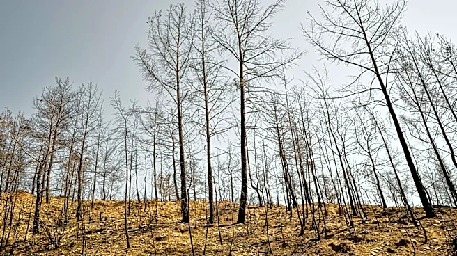 Plant Life Returns to LA County Burn Scar Areas