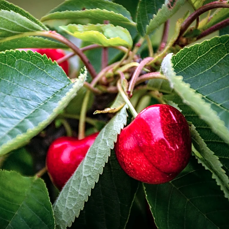 Early Northwest Cherry Harvest Promises High-Quality Fruit for Summer 2026