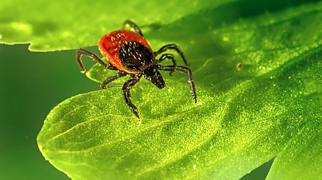 Texas Screwworm Case Sparks Livestock Alarm