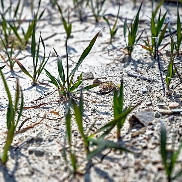 Frost and Drought Reduce Delmarva Wheat Yields by 30%