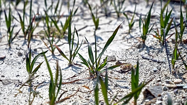 Frost and Drought Reduce Delmarva Wheat Yields by 30%