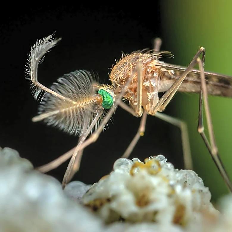 Mosquito Protection Tips for Summer in Colorado