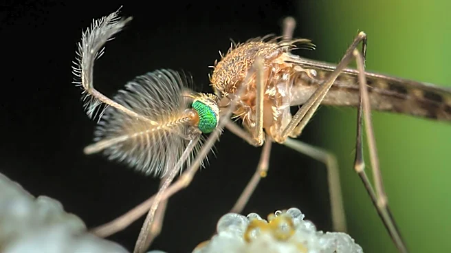 Mosquito Protection Tips for Summer in Colorado